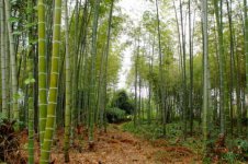 竹子的特征和象征的品质