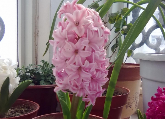 <a href='https://www.861230.com/guanhuazhiwu/7.html' target='_blank'><u>风信子</u></a>开花后怎么处理