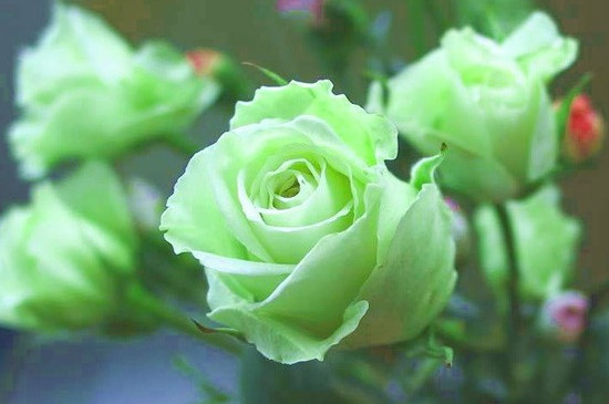绿<a href='https://www.861230.com/guanhuazhiwu/6595.html' target='_blank'><u>玫瑰</u></a>