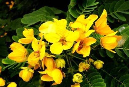 黄槐决明