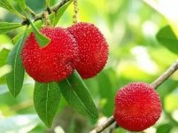 杨梅病虫防治