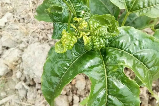 百香果