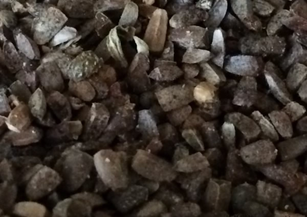 益母草种子图片