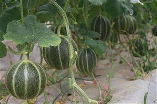 香瓜