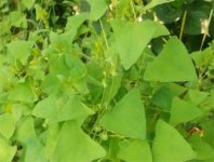 杠板归种植方法 杠板归有什么用