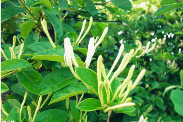 <a href='https://www.861230.com/guanhuazhiwu/6589.html' target='_blank'><u>金银花</u></a>图片