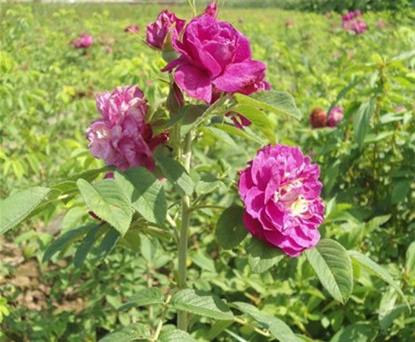 正宗<a href='https://www.861230.com/guanhuazhiwu/6595.html' target='_blank'><u>玫瑰</u></a>花开花图片