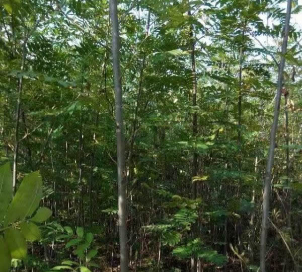 枫杨图片