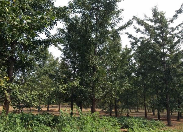银杏树图片