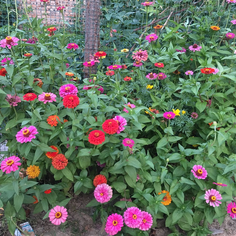 一年生花卉