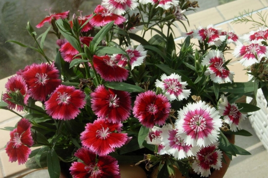 <a href='https://www.861230.com/guanhuazhiwu/6808.html' target='_blank'><u>石竹</u></a>花种子怎么播种