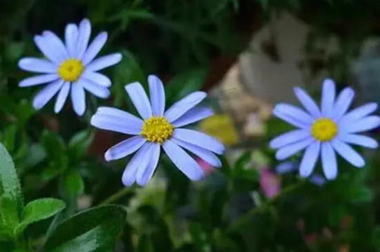 蓝色玛格利特时