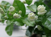 茉莉花怎么养，5种方法让茉莉花香满枝头