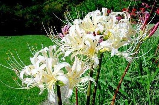 <a href='https://www.861230.com/guanhuazhiwu/6599.html' target='_blank'><u>彼岸花</u></a>图片