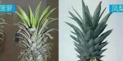 菠萝和凤梨的区别，六个方面教你如何区分