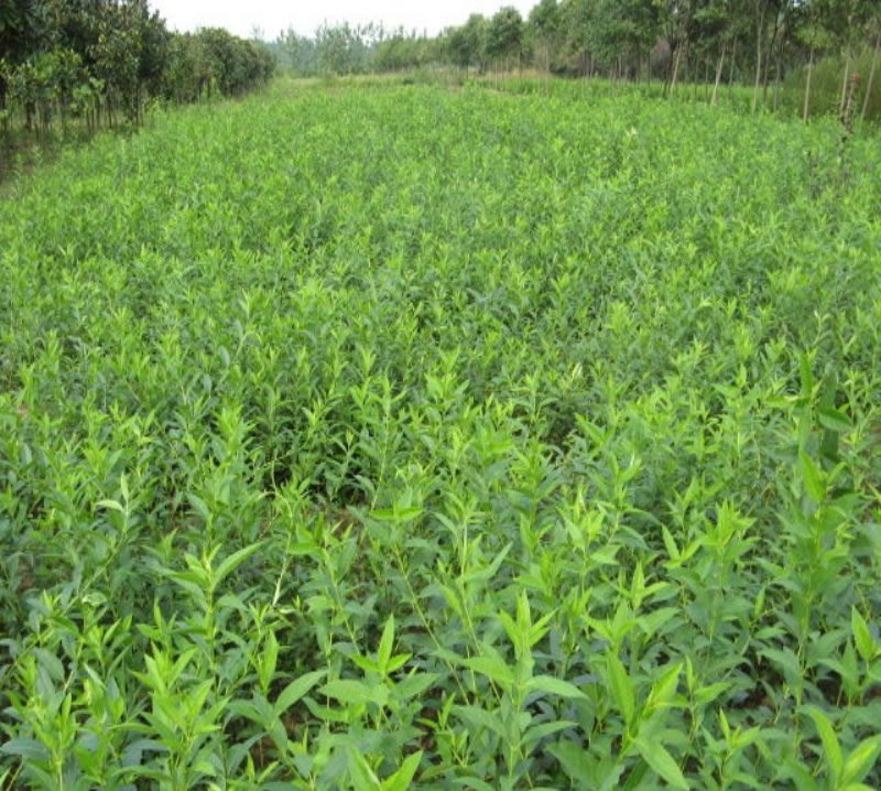 流苏树最新价格