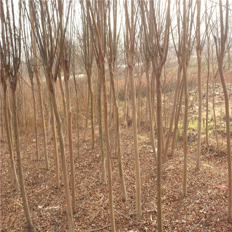 <a href='https://www.861230.com/guanhuazhiwu/6840.html' target='_blank'><u>百日红</u></a>价格