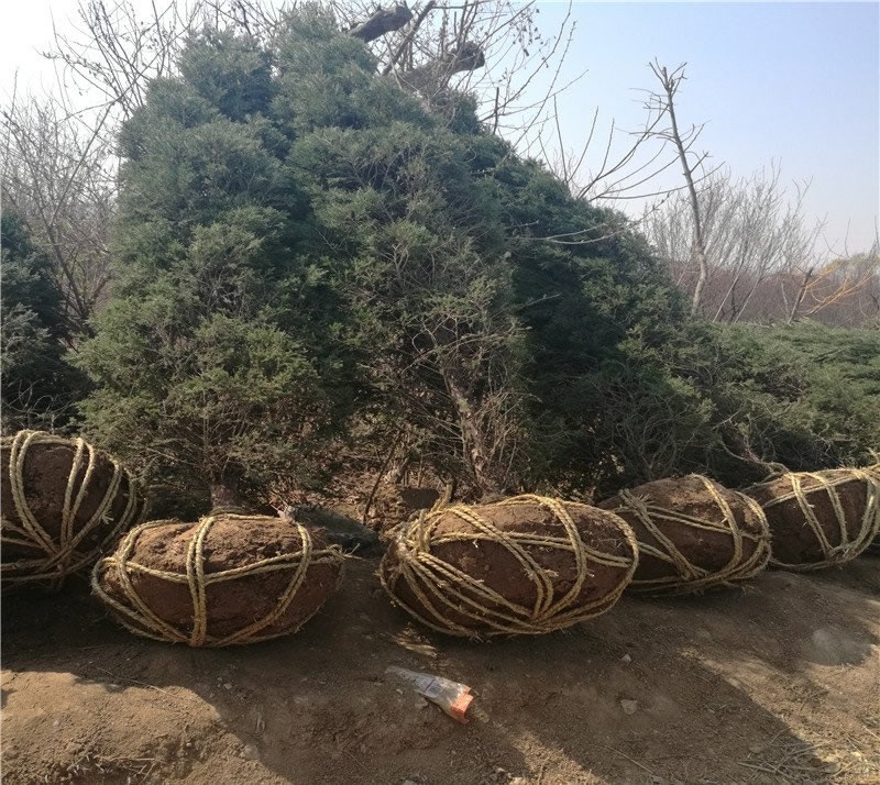 塔柏育植技术