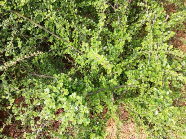 平枝荀子是什么植物?