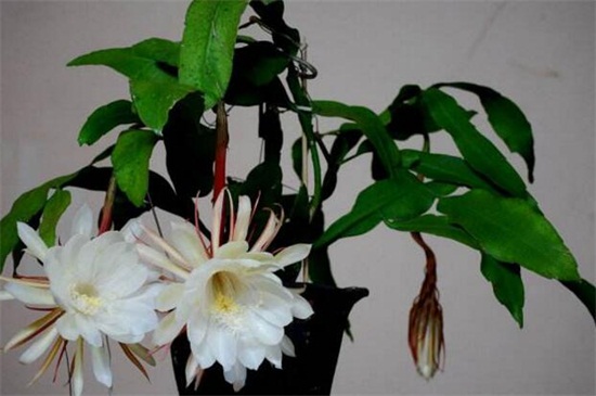 昙花