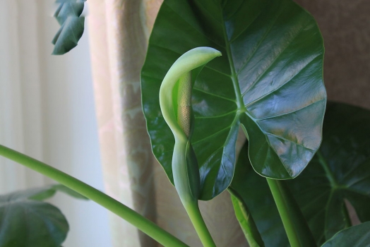 滴水观音欣赏图