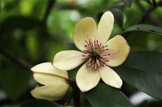 <a href='https://www.861230.com/guanhuazhiwu/54.html' target='_blank'><u>含笑</u></a>怎么养殖方法
