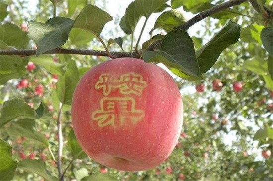平安果