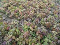 青枫栽植养护技术
