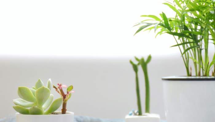 植物花