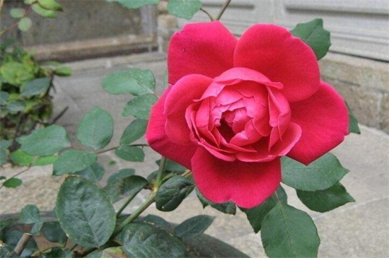 <a href='https://www.861230.com/guanhuazhiwu/6595.html' target='_blank'><u>玫瑰</u></a>花