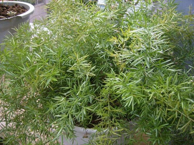 天门冬