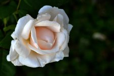 白玫瑰花语是什么 有什么寓意