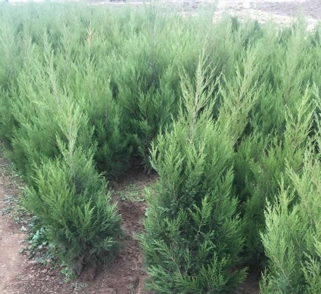 柏树图片