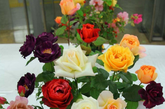 <a href='https://www.861230.com/guanhuazhiwu/6595.html' target='_blank'><u>玫瑰</u></a>花