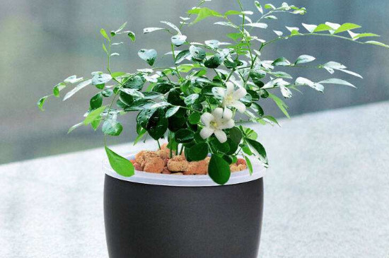 <a href='https://www.861230.com/guanhuazhiwu/6673.html' target='_blank'><u>九里香</u></a>花