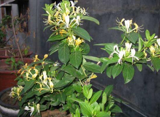 <a href='https://www.861230.com/guanhuazhiwu/6589.html' target='_blank'><u>金银花</u></a>