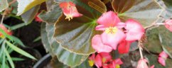 适合南方四季开花植物