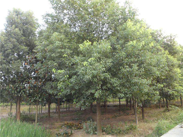 香樟树