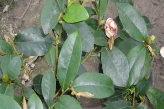 <a href='https://www.861230.com/guanhuazhiwu/54.html' target='_blank'><u>含笑花</u></a>