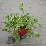 蔓长春花繁殖方法