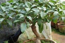 桂花树种植技术