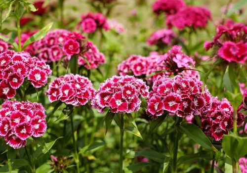 “传统名花”<a href='https://www.861230.com/guanhuazhiwu/6808.html' target='_blank'><u>石竹</u></a>花在家怎么养？风水摆放有什么讲究？