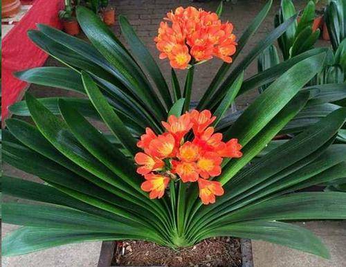 <a href='https://www.861230.com/guanhuazhiwu/6588.html' target='_blank'><u>君子兰</u></a>