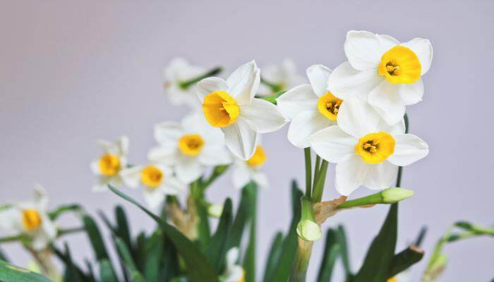 <a href='https://www.861230.com/guanhuazhiwu/6557.html' target='_blank'><u>水仙</u></a>花