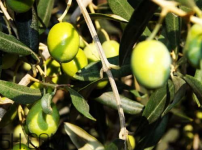 橄榄油的功效与作用与禁忌
