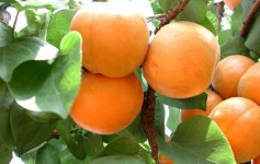杏子是凉性还是热性水果？