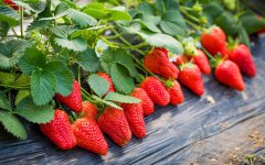草莓是什么季节的水果？
