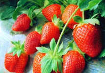 草莓什么季节成熟？