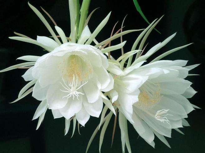 昙花花语是什么?有什么故事?