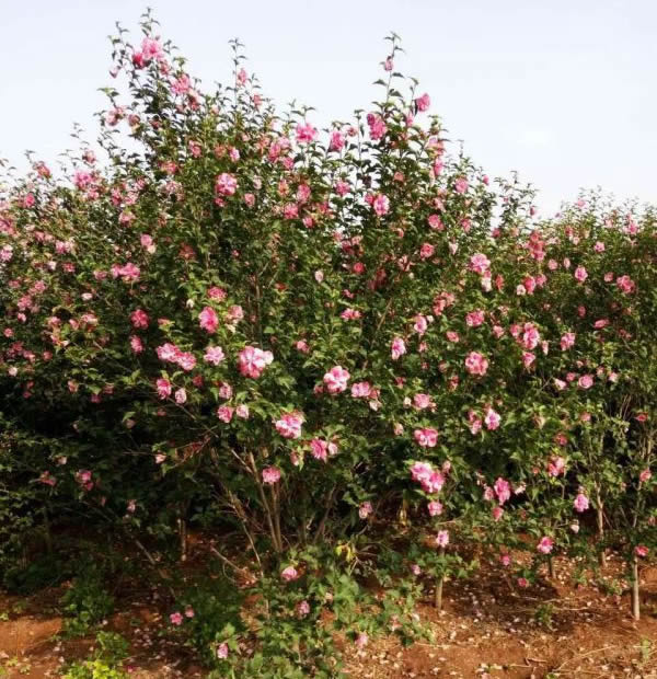 红色<a href='https://www.861230.com/guanhuazhiwu/6626.html' target='_blank'><u>木槿</u></a>